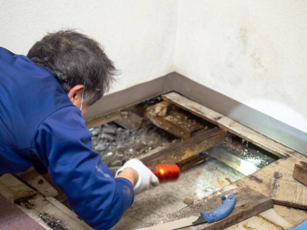 Best Residential Mold Removal  in Newport, VT