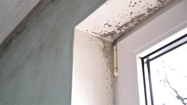 Best Certified Mold Removal  in Newport, VT