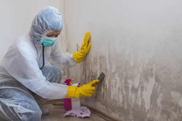 Best Mold Remediation Services  in Newport, VT