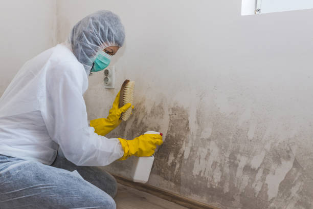 Mold Testing and Removal in Newport, VT