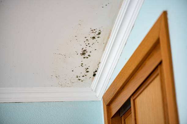 Best Water Damage Restoration  in Newport, VT