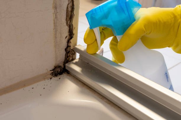 Reliable Newport, VT Mold Removal Solutions