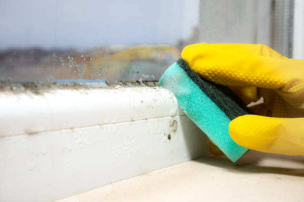 Best Office Mold Removal Services  in Newport, VT