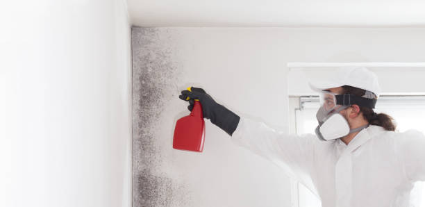 Office Mold Removal Services in Newport, VT