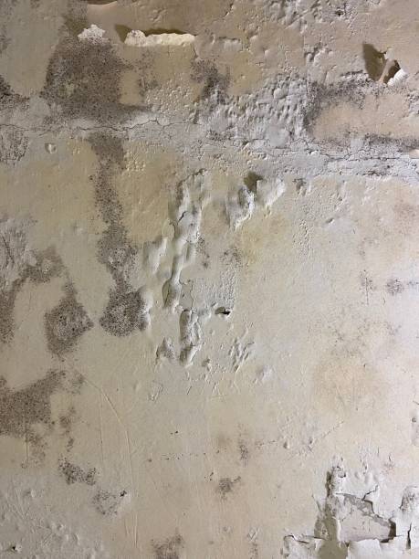Best Mold Remediation  in Newport, VT