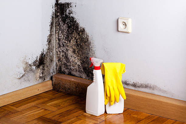 Best Attic Mold Removal  in Newport, VT