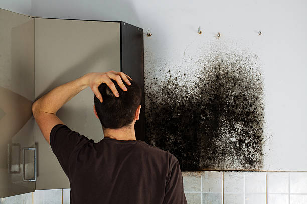 Best Local Mold Removal Service  in Newport, VT