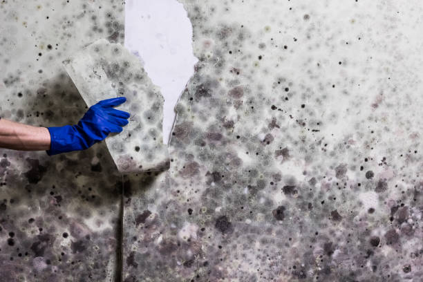Best Mold Damage Repair  in Newport, VT